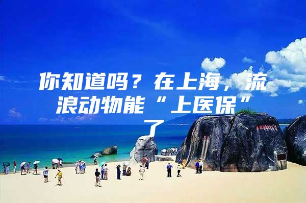 你知道吗？在上海，流浪动物能“上医保”了